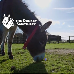 donkey sanctuary sidmouth web link